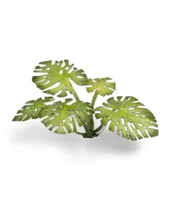 Gamers Grass Laser Plants - Monstera